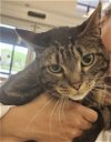 adoptable Cat in montgomery, TX named Bingo