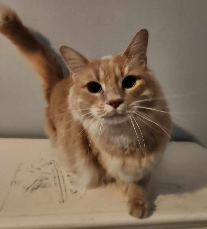 adoptable Cat in Montgomery, TX named Butters