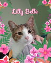 Lily