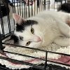 adoptable Cat in montgomery, TX named Ben