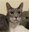 adoptable Cat in montgomery, TX named Tucker