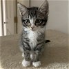adoptable Cat in  named Georgia