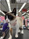 adoptable Cat in montgomery, TX named Maizel