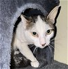 adoptable Cat in montgomery, TX named Aloysius