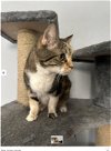 adoptable Cat in  named Addie