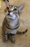 adoptable Cat in Montgomery, TX named Leo