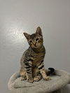 adoptable Cat in Montgomery, TX named Chewy