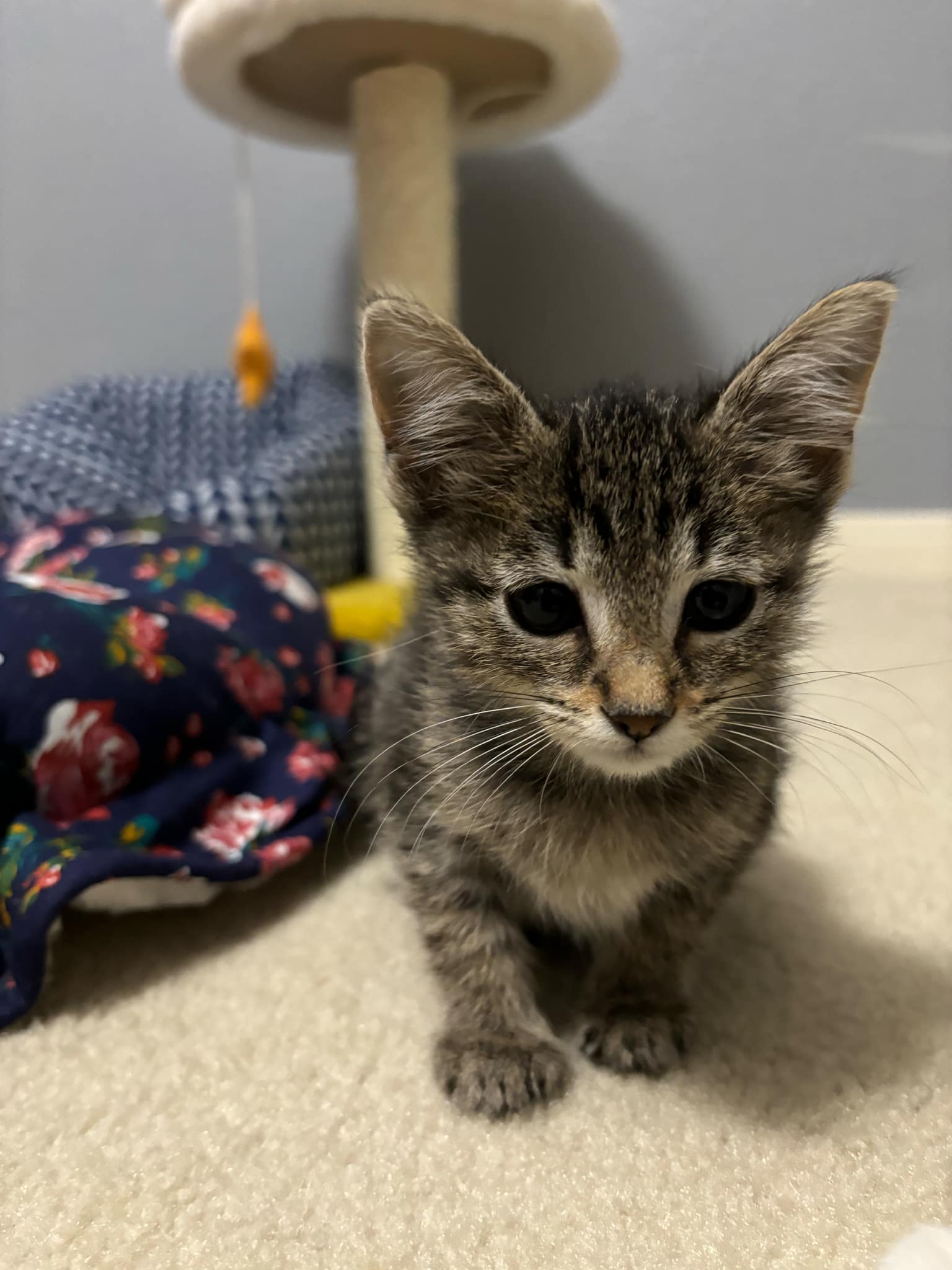 adoptable Cat in Montgomery, TX named Serena