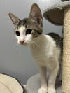 adoptable Cat in Montgomery, TX named Lyra