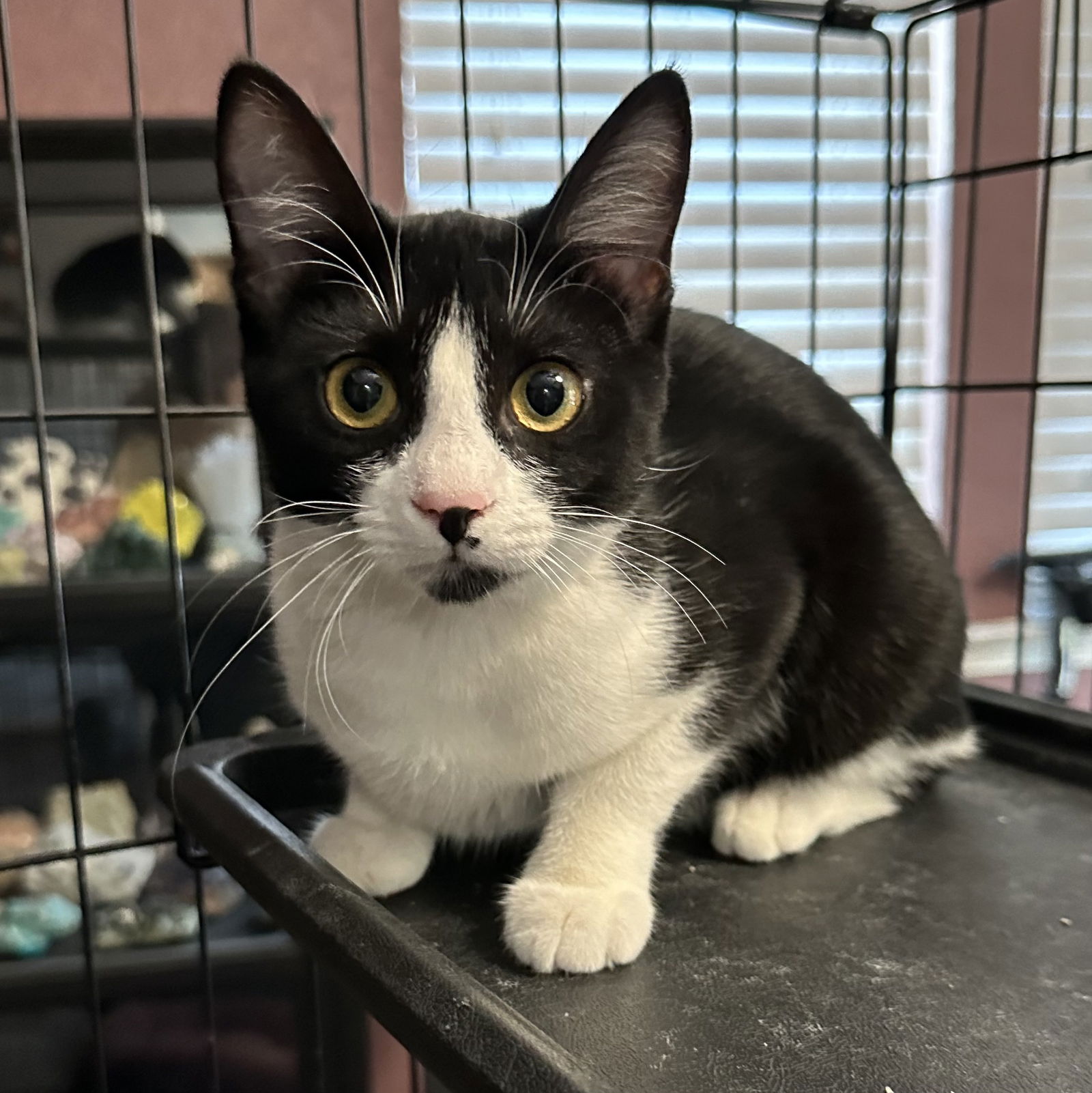 adoptable Cat in Montgomery, TX named Blueberry