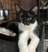 adoptable Cat in Montgomery, TX named Blackberry