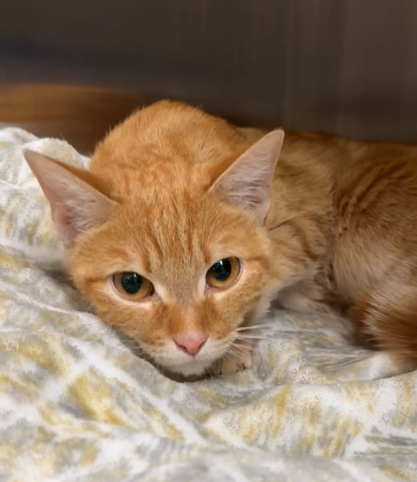 adoptable Cat in Montgomery, TX named Poppy