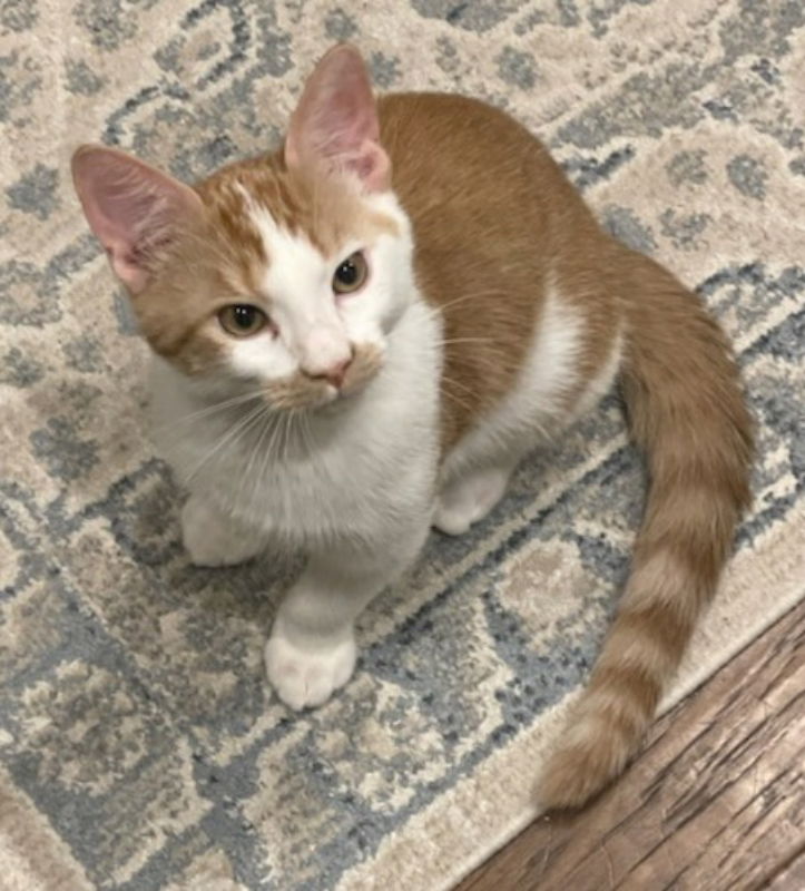 adoptable Cat in Montgomery, TX named Mitchell