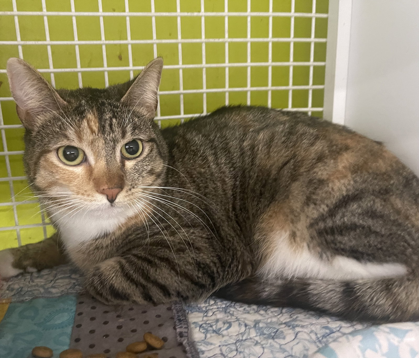 Tabby Cat