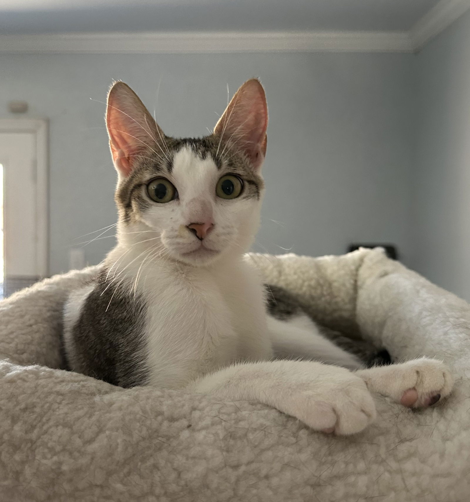 adoptable Cat in Montgomery, TX named Brioche