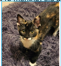 adoptable Cat in Montgomery, TX named Grace