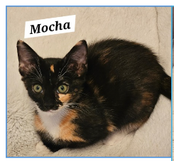 adoptable Cat in Montgomery, TX named Mocha