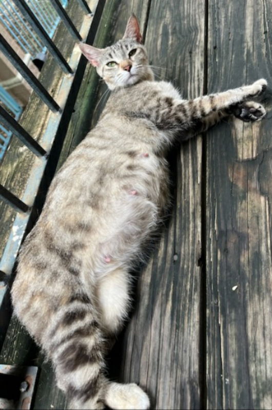 adoptable Cat in Montgomery, TX named Little Head