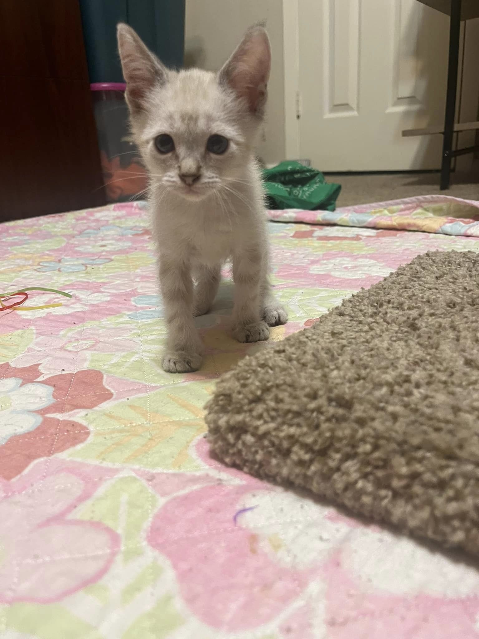 adoptable Cat in Montgomery, TX named Stewie