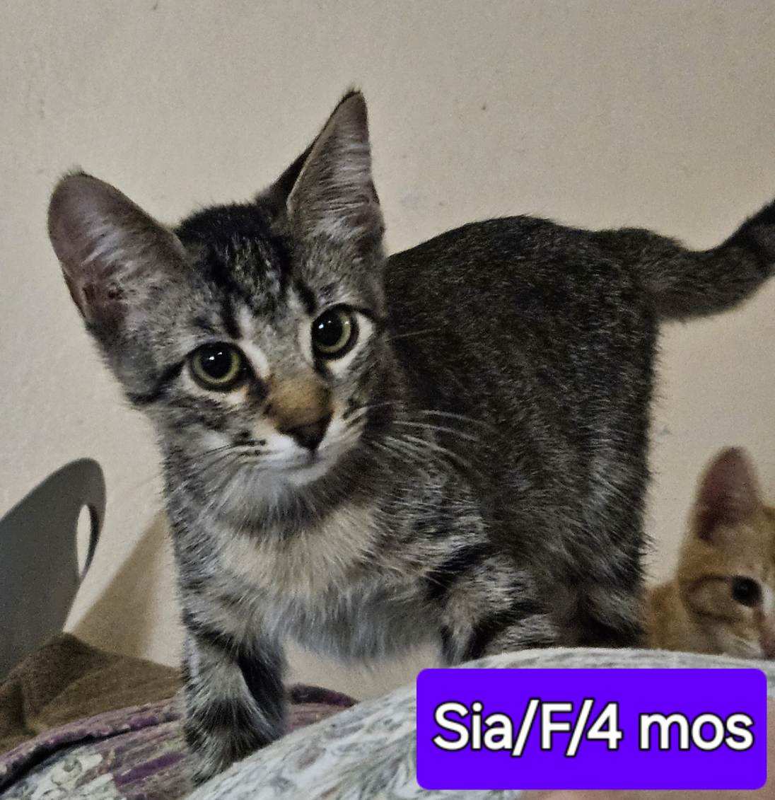 adoptable Cat in Montgomery, TX named Sia