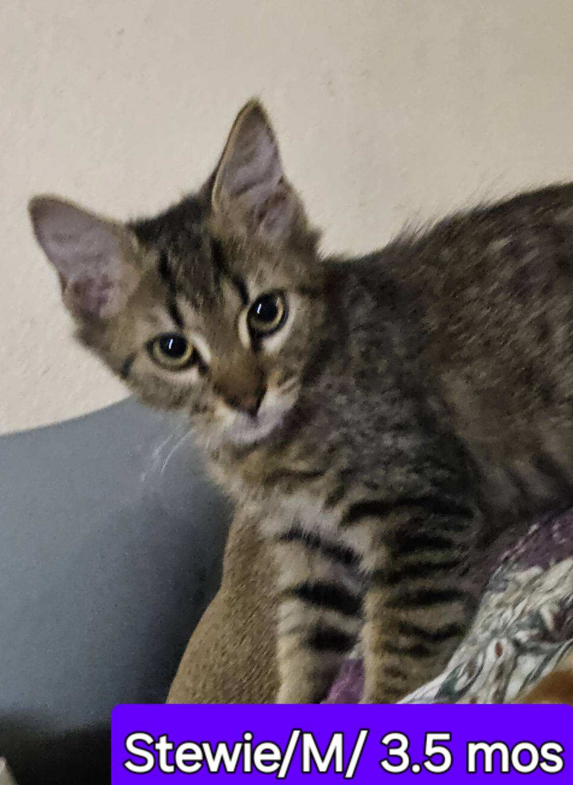 adoptable Cat in Montgomery, TX named Stewie