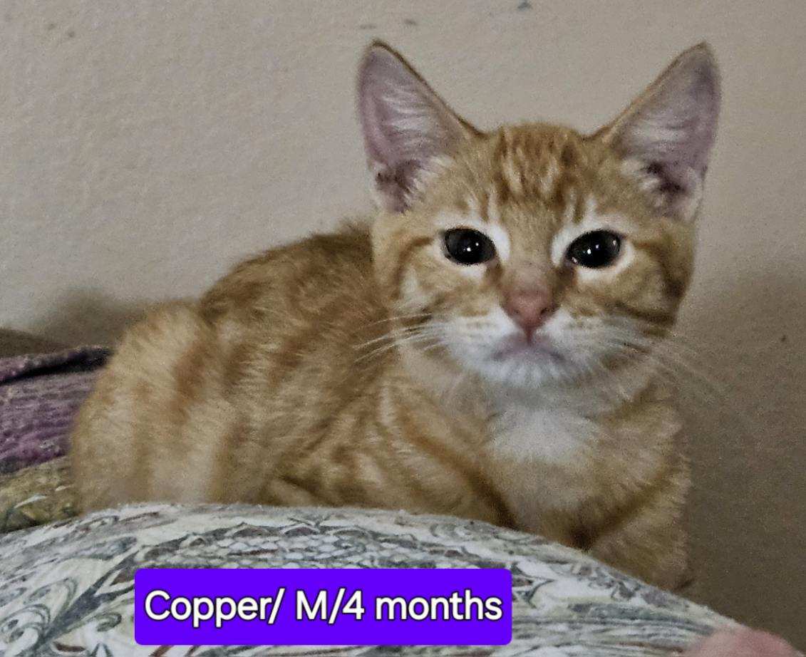 adoptable Cat in Montgomery, TX named Copper