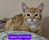 adoptable Cat in Montgomery, TX named Copper