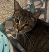 Callie - Photo 1