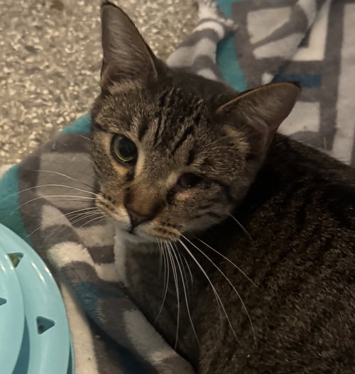 CALLIE - Tabby / Domestic Short Hair available for adoption