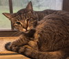 Callie - Photo 1