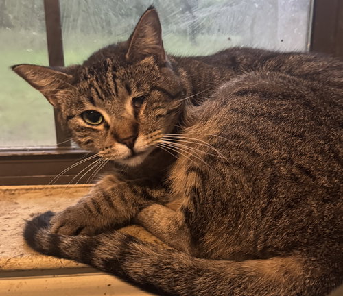 Callie, Baby Tabby / Domestic Short Hair / Mixed (short coat), cat for adoption in Huntsville, Texas