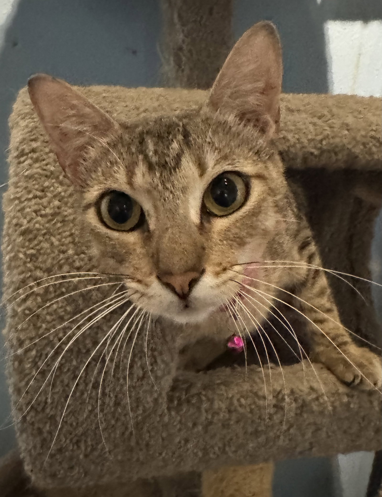 Sammie Image