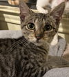 adoptable Cat in Montgomery, TX named Tigger