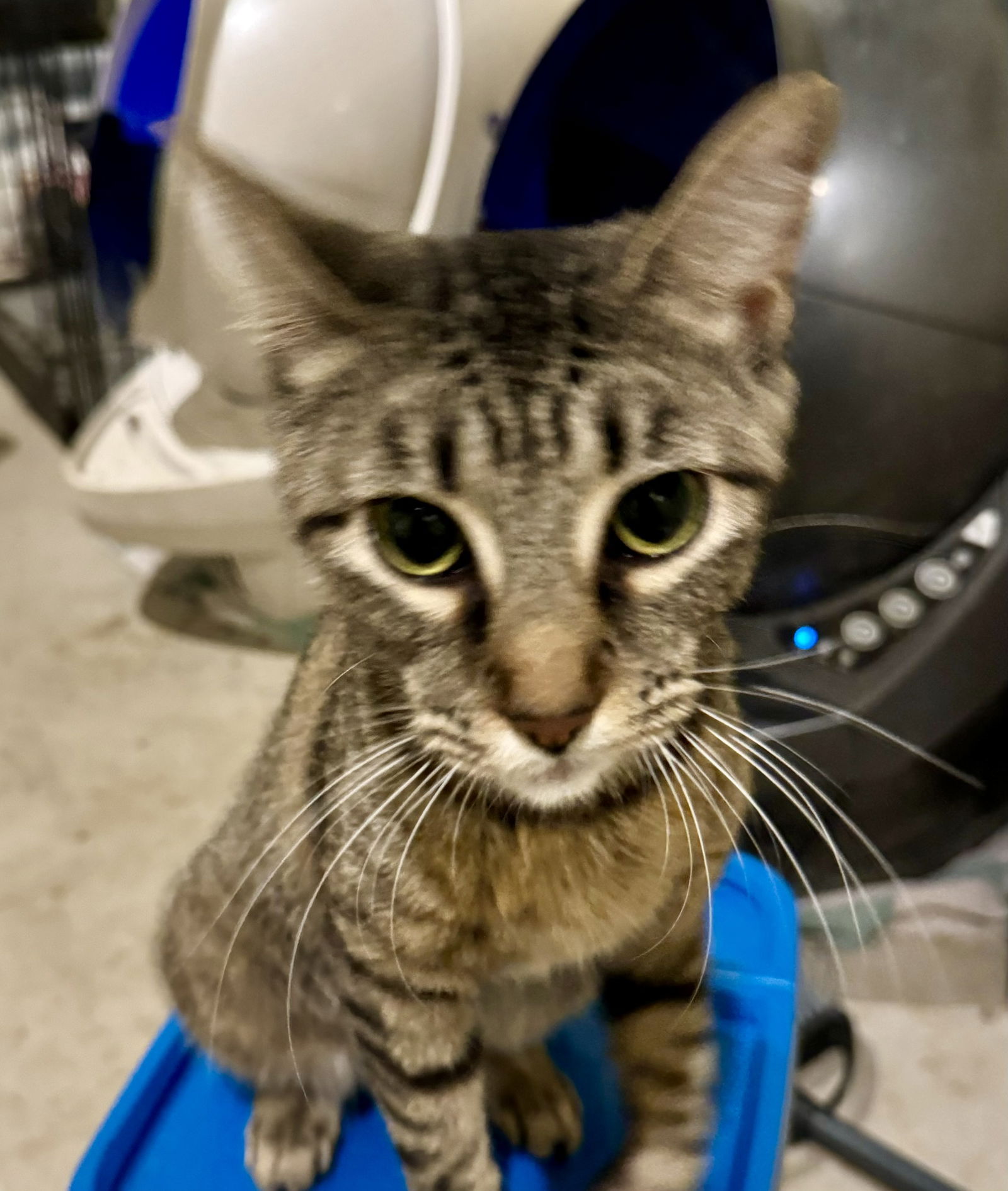 adoptable Cat in Montgomery, TX named Hekate