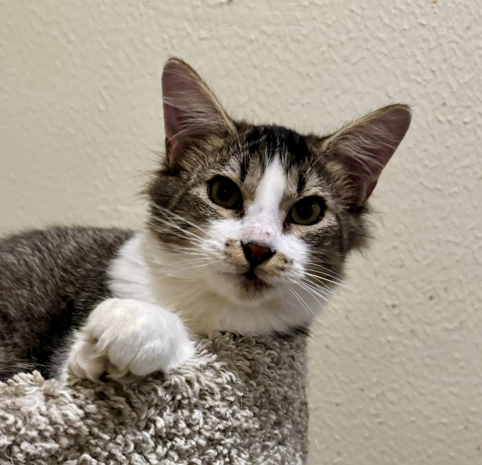 adoptable Cat in Montgomery, TX named Sharkbait