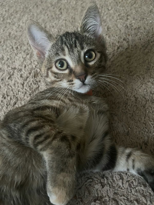 adoptable Cat in Montgomery, TX named Garlic Sauce