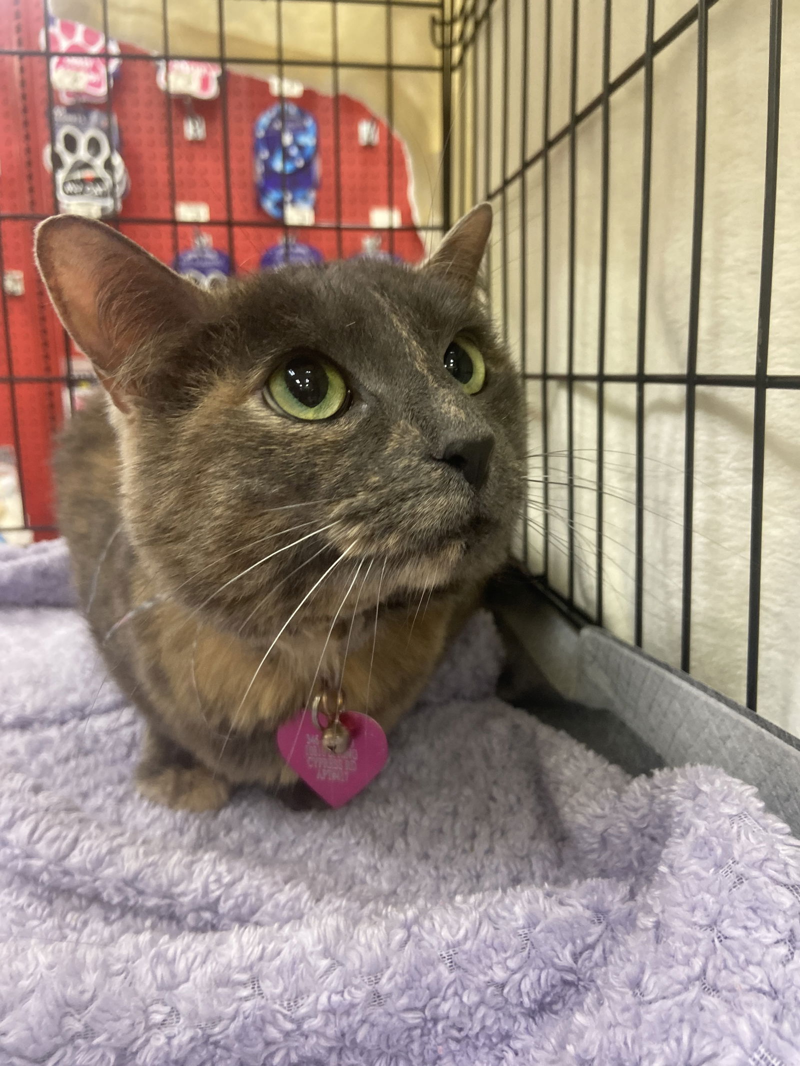 adoptable Cat in Montgomery, TX named Pumpkin Spice