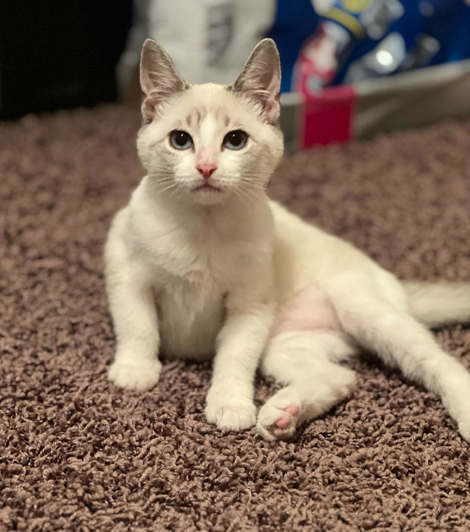 adoptable Cat in Montgomery, TX named Cream