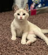 adoptable Cat in  named Cream