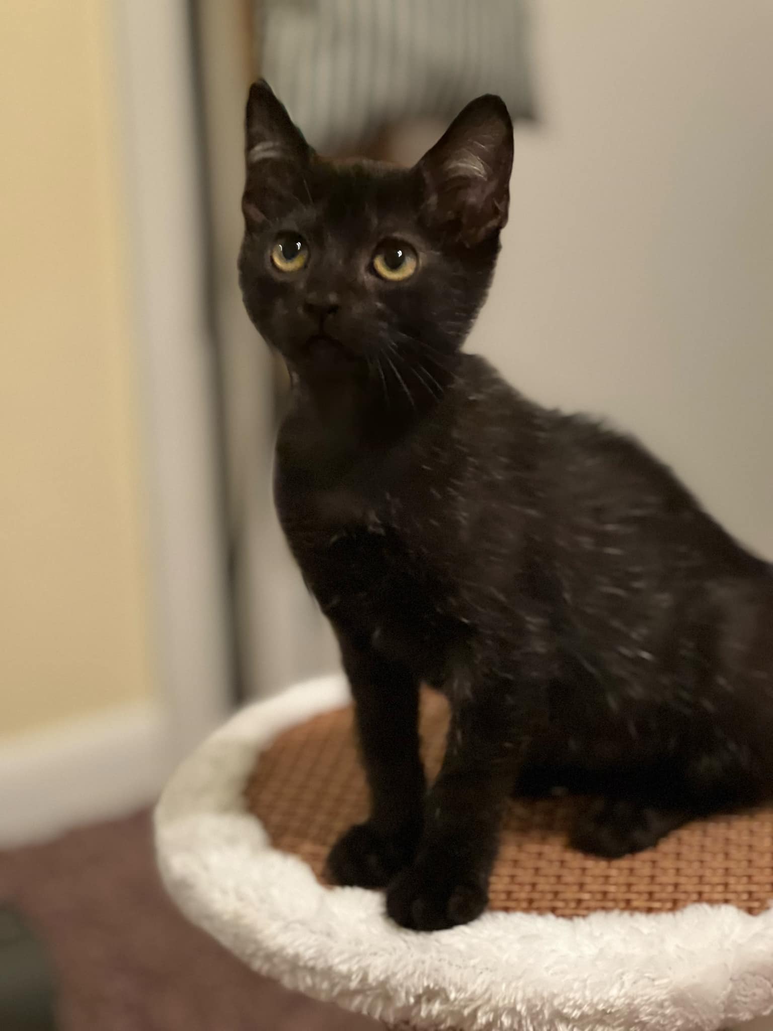 adoptable Cat in Montgomery, TX named Cookie