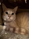 Dewey
