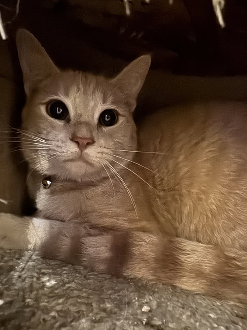 Dewey