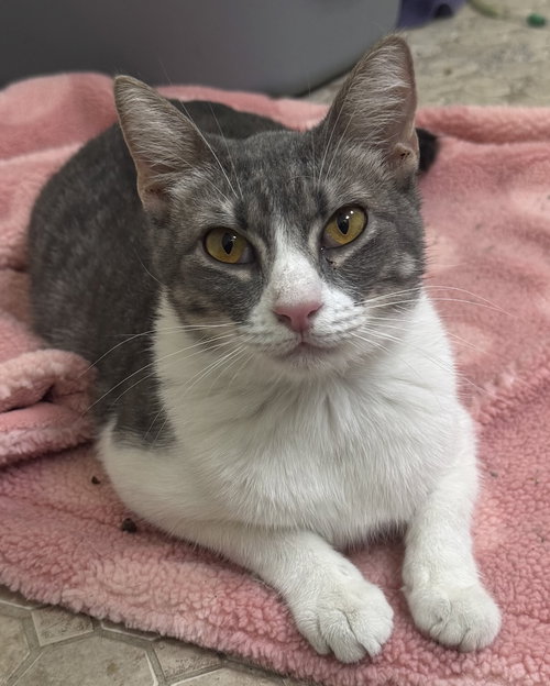 Andy, Baby Domestic Short Hair / Mixed (short coat), cat for adoption in Huntsville, Texas
