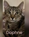 Daphne