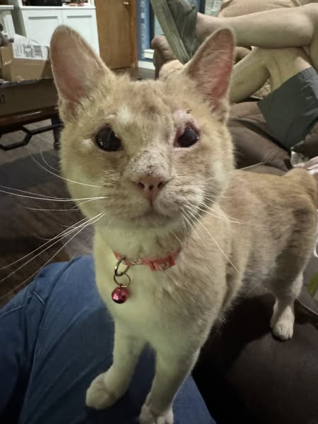 picture of the cat needing adoption
