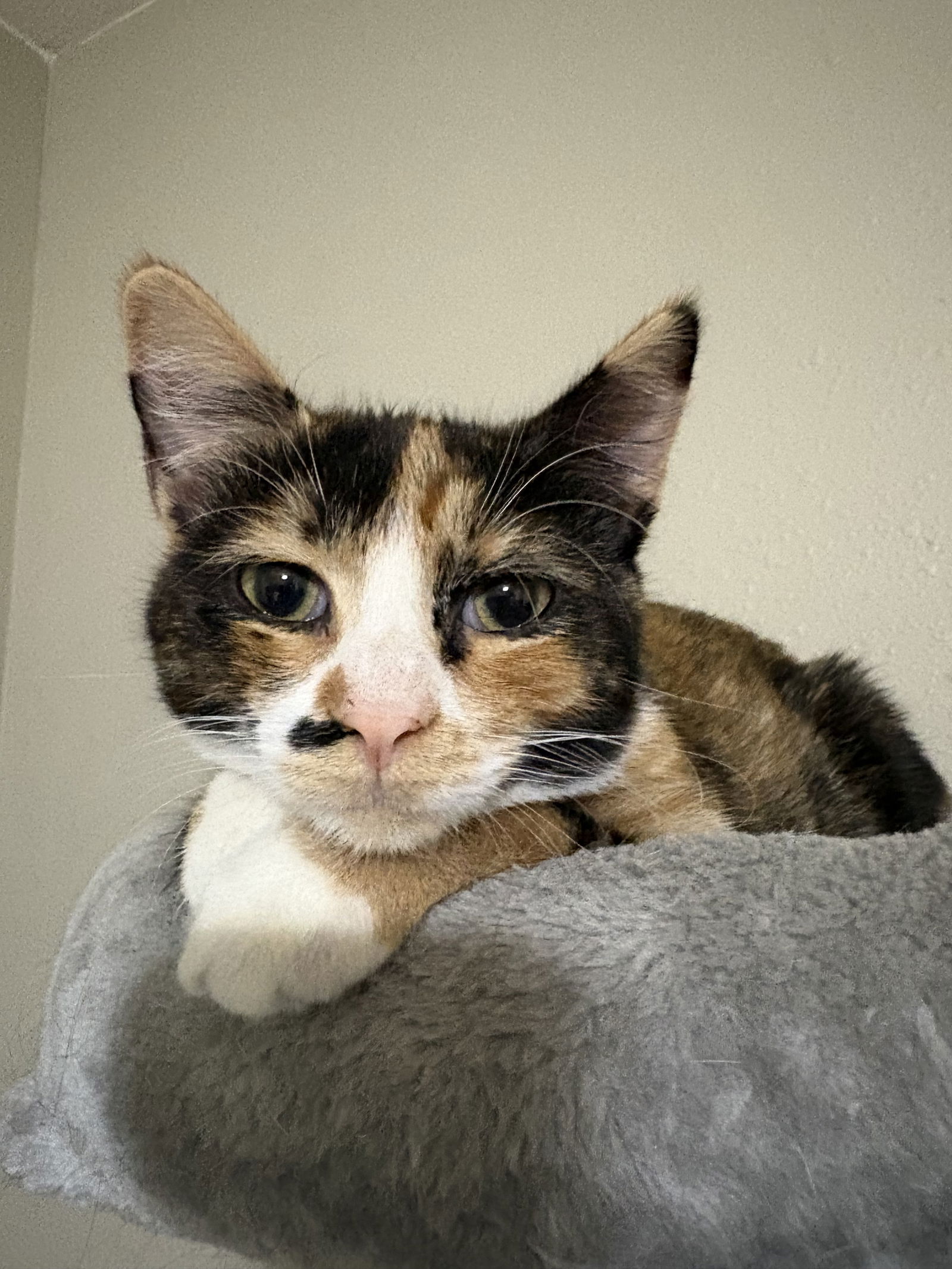 adoptable Cat in Montgomery, TX named Marigold