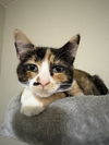 adoptable Cat in Montgomery, TX named Marigold