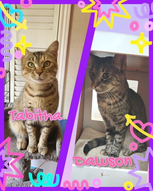 Tabitha