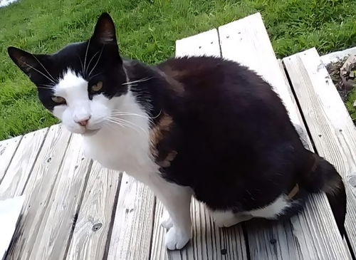 Mr Thomas Owen Mouser