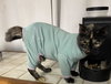 Tippy - Photo 1